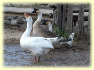 Gustav, Gerti und Betzi