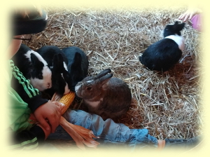 Kaninchen